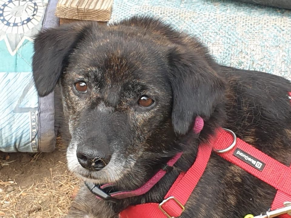 Hundeomi LIEBLIH ❤️ aus dem Tierschutz sucht ihre Menschen in Erftstadt