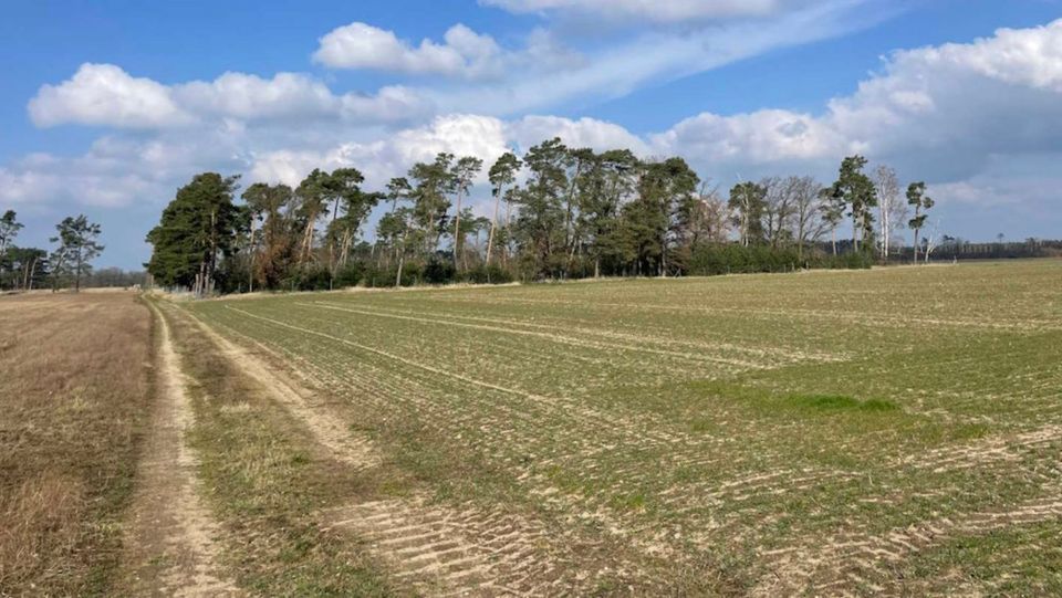 4 Flächen im Jerichower Land, Wald, Forst; SachsenAnhalt in Sachsen