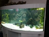 Nilkugelfisch mit 450 l Aquarium und Zubehör Kugelfisch Nordfriesland - Oldenswort Vorschau
