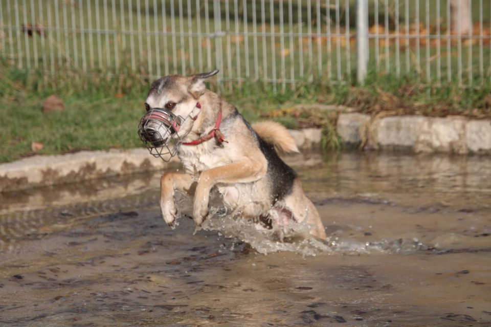 Rudi (ca. 6,5 Jahre) sucht klare Menschen in Mengkofen