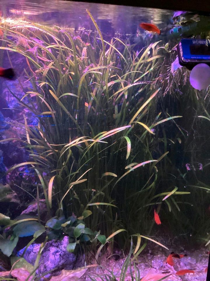 Anubia Valisneria Pflanzen Aquarium Fische Garnelen in Zeitz