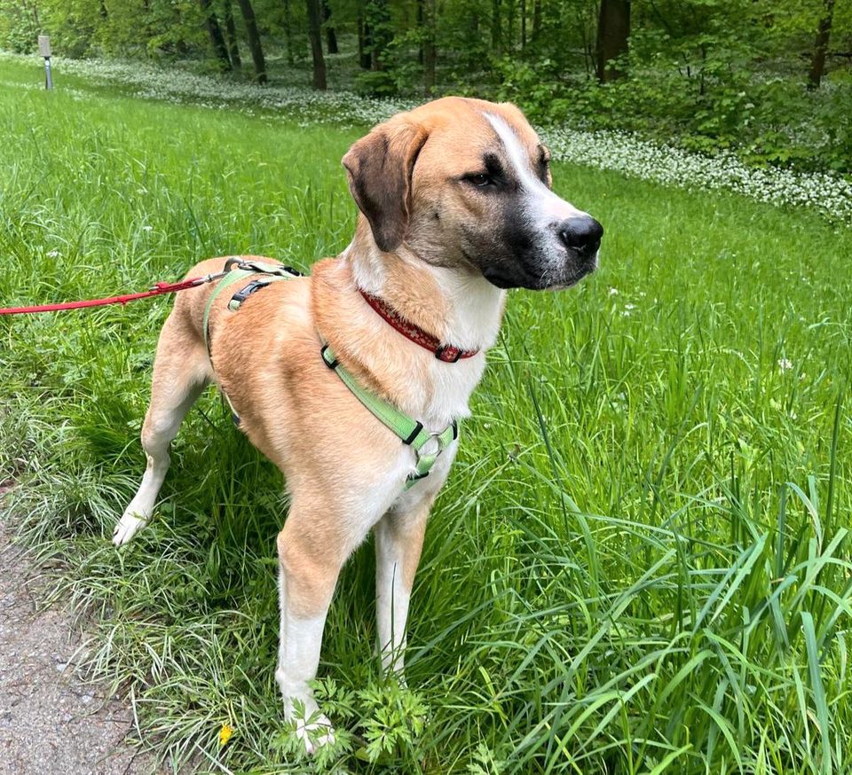 Abi - darfst ein bißchen mehr Hund sein? in Rheinstetten