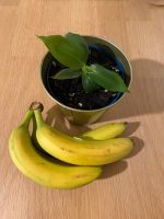 Bananenbaum, Bananenstaude, Musa Tropicana Baden-Württemberg - Waldshut-Tiengen Vorschau