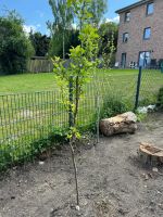 Pflaumen Baum Schleswig-Holstein - Hamberge Holstein Vorschau