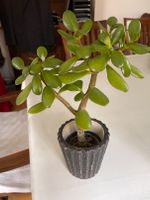 Crassula Ovata Geldbaum Berlin - Zehlendorf Vorschau