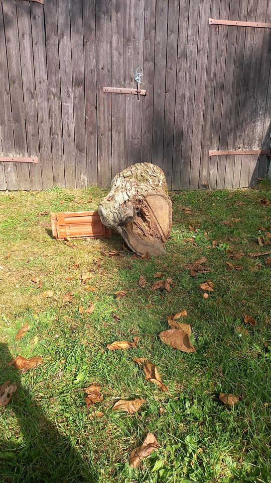 Dekoholz, Wurzelstock, Holz, Gartendeko in Zell Oberpf