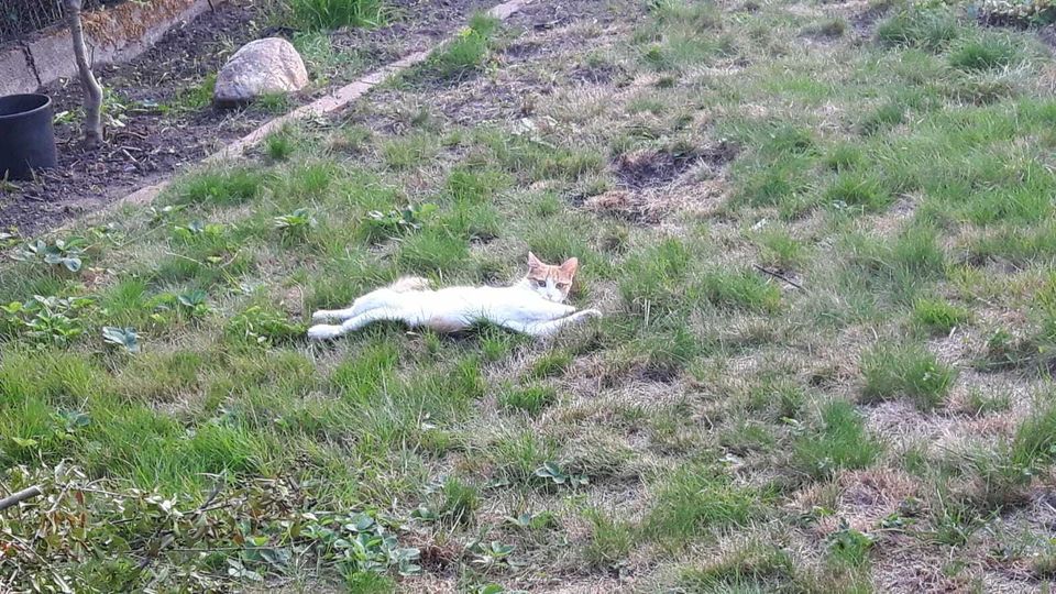 Nala weiss orange vermisst Kolonie Dornröschen Katze klein 27.06. in Hannover