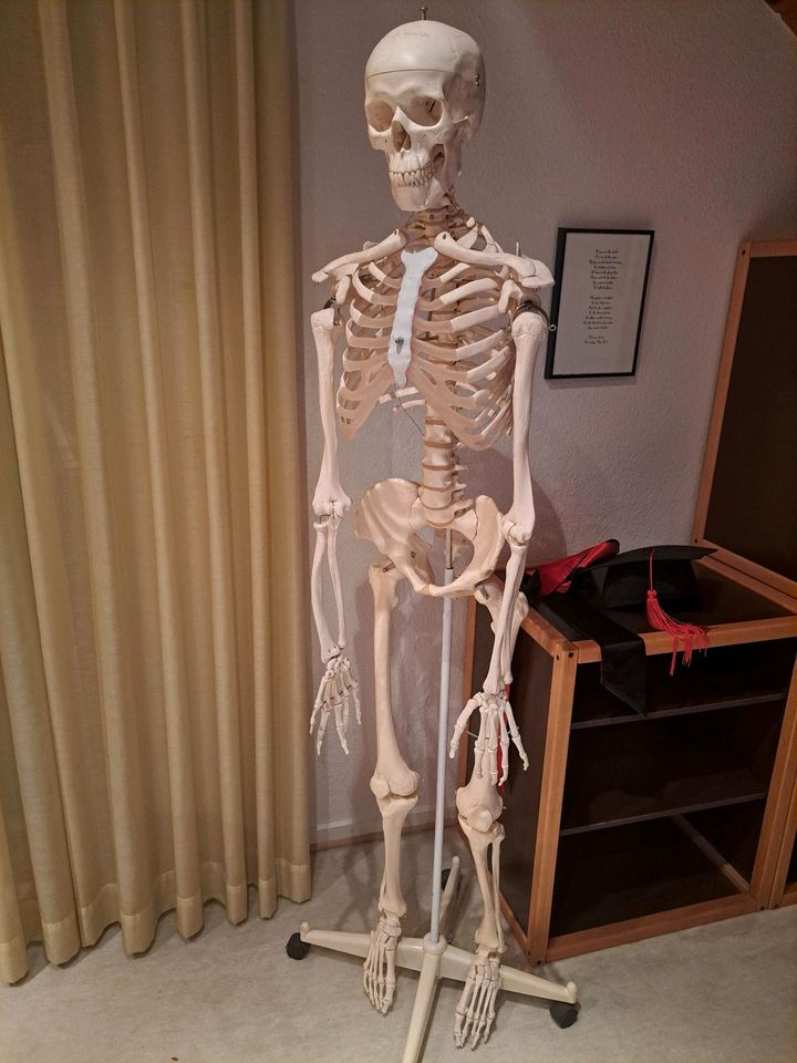 Skelett Anatomie in Aachen