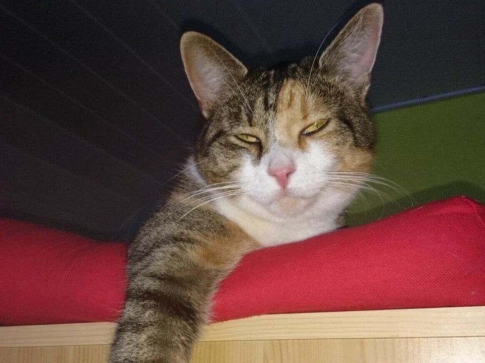 Katze LOU vermisst in Bräunlingen  in Bräunlingen