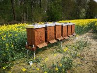 Honig zu verkaufen Nordrhein-Westfalen - Hövelhof Vorschau