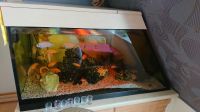 Aquarium ca 400 l Brandenburg - Fürstenwalde (Spree) Vorschau