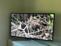 Samsung Fernseher 40Zoll 4K Bochum - Bochum-Ost Vorschau