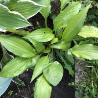 Lanzen-Funkie - Hosta lancifolia Thüringen - Sömmerda Vorschau