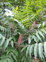 Essigbaum/Hirschkolbensumach "Rhus typhina" Nordrhein-Westfalen - Velbert Vorschau