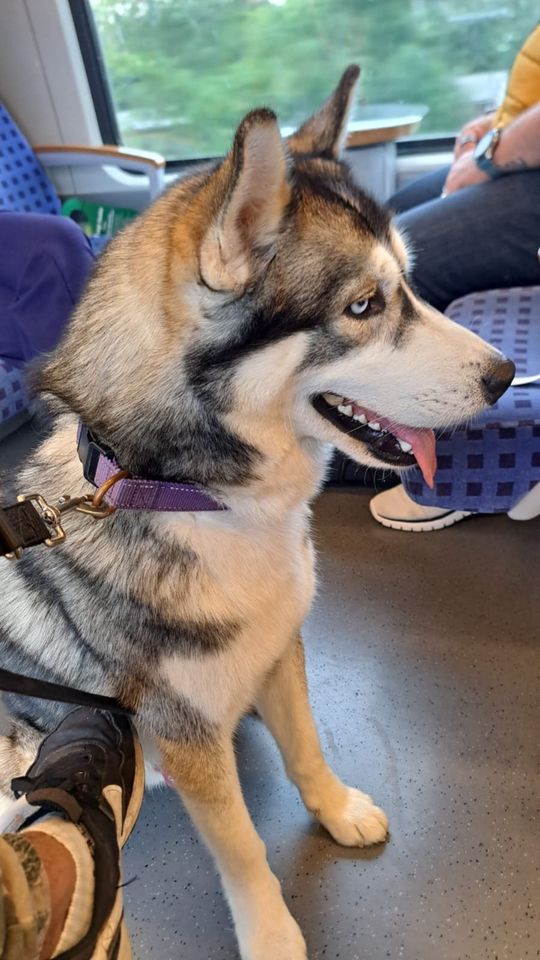 ☆Sibirische Husky☆ in Halle