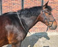 Pony, 1,47m, 7 J., für Freizeit, Dressur, Springen Münster (Westfalen) - Amelsbüren Vorschau