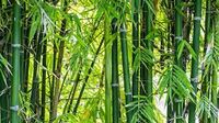 Bambus zum selberschneiden zu verschenken Baden-Württemberg - Ehrenkirchen Vorschau