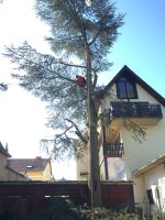 Baumfällung Baumpflege Rückschnitt Stubbenfräsen Sturmschäden Hessen - Hanau Vorschau