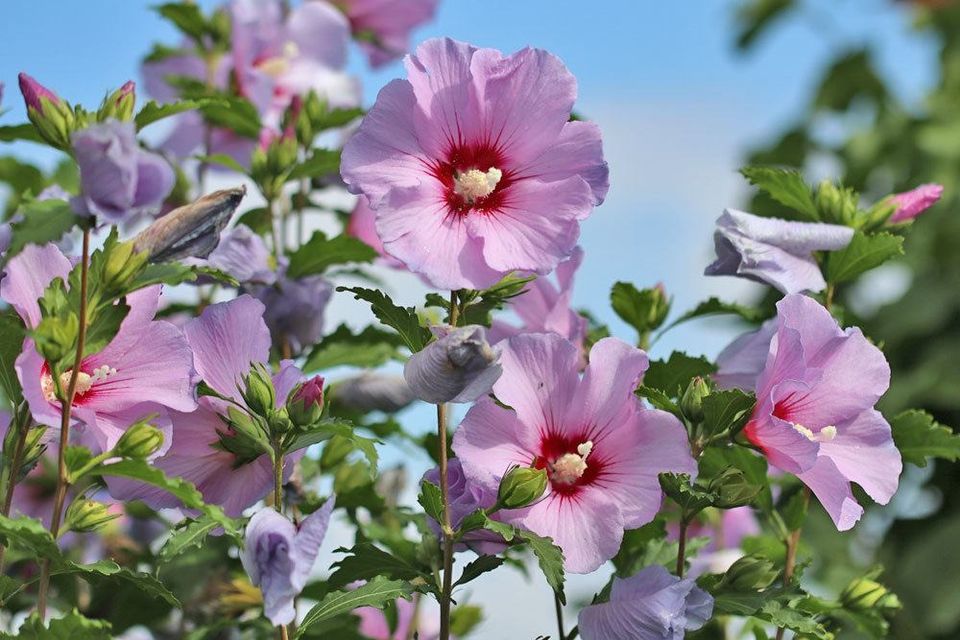 Hibiskus Winterhart kleine und große Pflanzen in NordrheinWestfalen