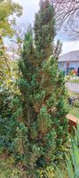 Thuja pflanze /Hecke/ Pflanze/ Sichtschutz Brandenburg - Werneuchen Vorschau