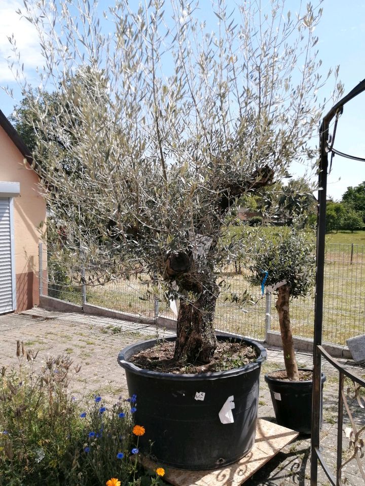 Olivenbaum, Garten, mediterrane Pflanzen in Rosenberg