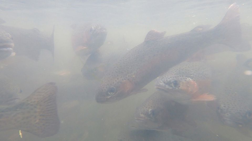 Forelle Besatz 10kg lebend Besatzfisch in Bad Iburg