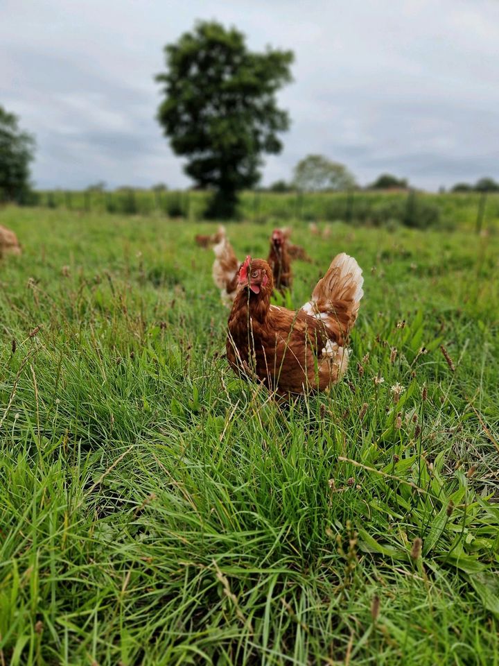 Hühner Legehennen in Großheide