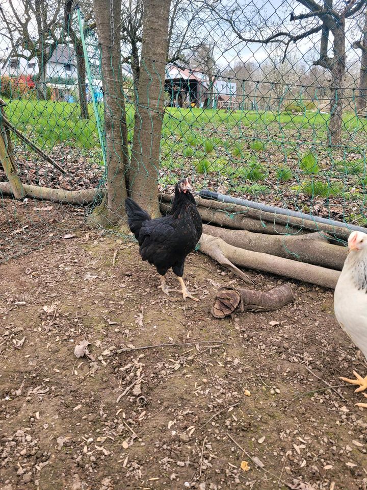 Verkaufe verschiedene Hühner Grünleger Maran Susex in Affalterbach  