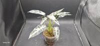 Alocasia Green Bambino variegata Rheinland-Pfalz - Bescheid bei Hermeskeil Vorschau