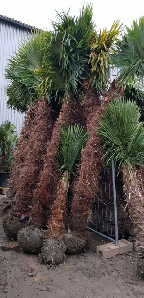 4 Meter hohe Hanfpalmen Trachycarpus winterhart bis -19°C in Ettenheim