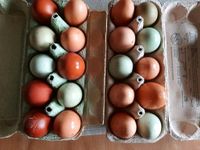 Täglich frische bunte Eier von glücklichen freilaufenden Hühnern Niedersachsen - Papenburg Vorschau