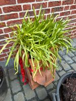 agapanthus Nordrhein-Westfalen - Gescher Vorschau