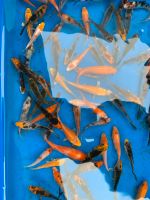 Koi Japan Koi Gartenteich Weiher Besatz keine Goldfische Bayern - Erlangen Vorschau