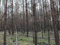 3,8 ha Waldgrundstück zu verkaufen in Sachsen-Anhalt für 2,20 €/qm Bayern - Coburg Vorschau