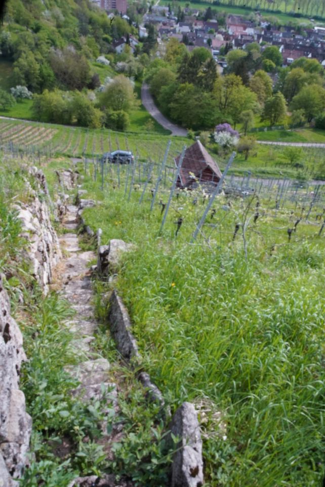 Weinberg Unterjesingen in Nehren