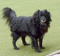 LOKI ca. 8 J. schüchterne Spanielmix-Rüde Hessen - Gelnhausen Vorschau