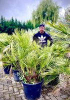 Zwergpalme Chamaerops Humilis Palme Vulcano 140 cm Winterhart Baden-Württemberg - Ettenheim Vorschau