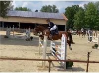 Springpferd Dressurpferd Wallach Freizeitpferd Allrounder Hessen - Langenselbold Vorschau