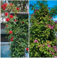 Garten mit Bungalow Brandenburg - Strausberg Vorschau