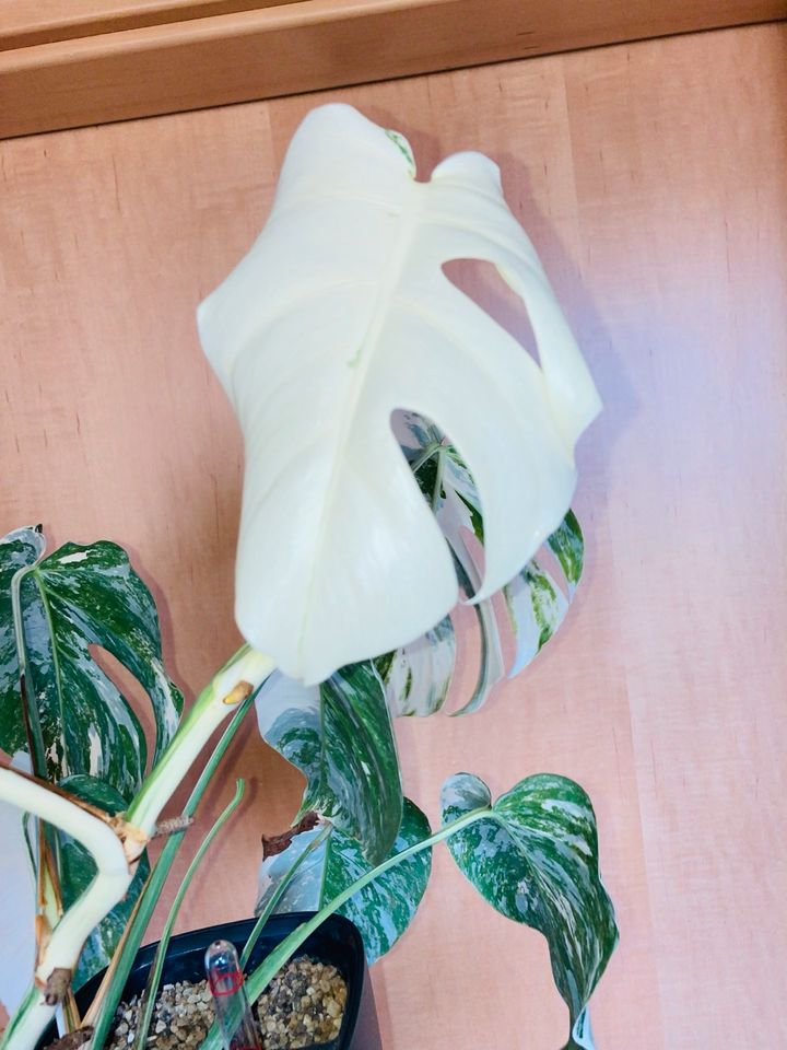 Monstera Variegata in Kelheim