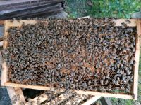 Bienen 3 Waben Ableger Zander gebildet April 2024 Kr. München - Ismaning Vorschau
