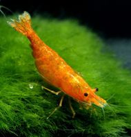 Orange Fire Neocaridina 2,50€ Garnele toll fürs Aquarium Schleswig-Holstein - Nahe Vorschau