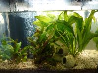 Aquarium 80l von Tetra mit Pflanzen, Tieren und Zubehör Nürnberg (Mittelfr) - Nordstadt Vorschau