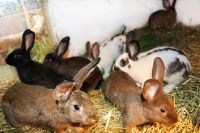 Verkaufe sehr hübsche Kaninchen, Kaninchen zu verkaufen Sachsen-Anhalt - Leuna Vorschau