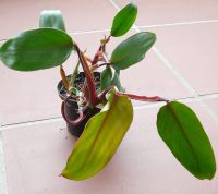 Philodendron erubescens *Red Emerald scandens Baumfreund rot Hessen - Biblis Vorschau