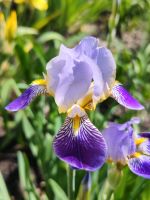 ❣️ Mittelhohe Schwertlilie Iris 80 cm lila flieder gelb blau Niedersachsen - Soltau Vorschau