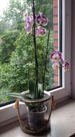 Deko-glas Orchideen-Glas mit Orchidee Niedersachsen - Tostedt Vorschau