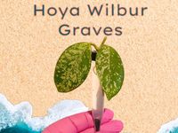 Hoya carnosa Wilbur Graves ☘️ collection_pflanzen_plant Hessen - Riedstadt Vorschau