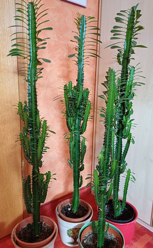 Zimmerpflanze Dreikantige Wolfsmilch Euphorbia trigona Sukkulente in Frensdorf