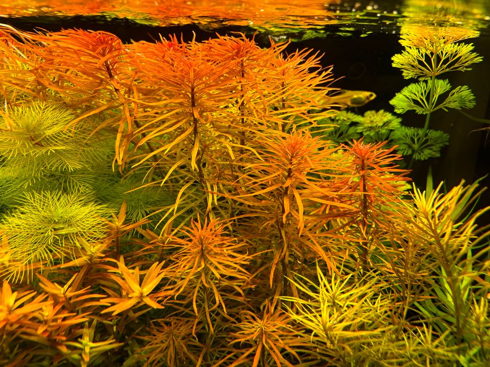 Ludwigia inclinata var. verticillata 'Meta' Aquariumpflanze in Gera